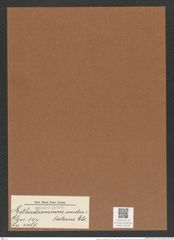 Lithodesmium undulatum Ehr. (de-Toni-Nr.: Genus 144, Species 4087) Zeichnungen Sammlung Grunow Mappe 04100 (Herbarium_W_Grunow_drawings_Folder_04100)